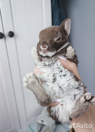 Карликовые крольчата рекс