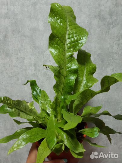Микросорум крокодил,маранта,фолодендрон