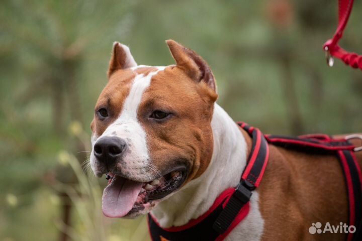 Амстафф вязка