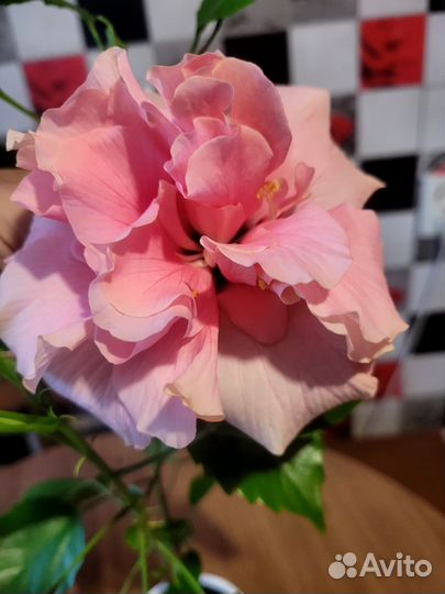 Гибискус срез