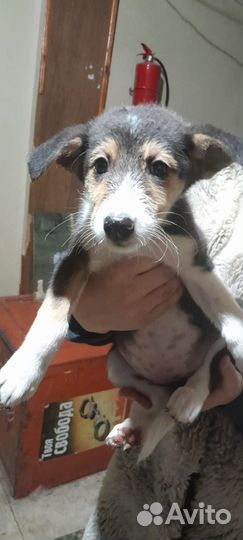 Щенок в добрые руки