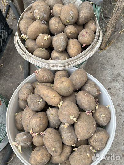 Картошка на семена, картофель посадочный