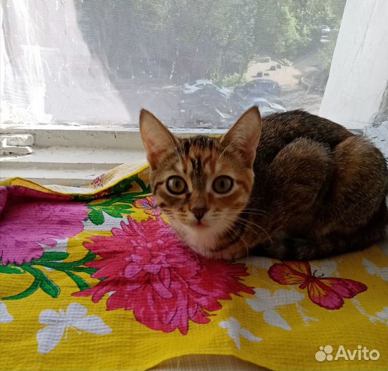 Домашние животные кошки