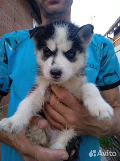 Щенки сибирской хаски