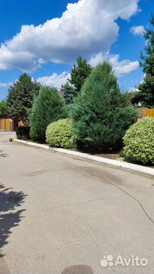 Стрижка кустарников /хвойных растений