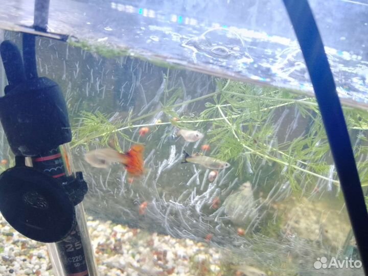 Гуппи ассорти