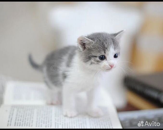 Котенок Девочка