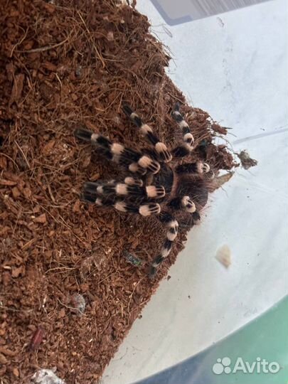 Паук птицеед