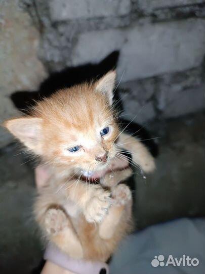 Котята в добрые руки