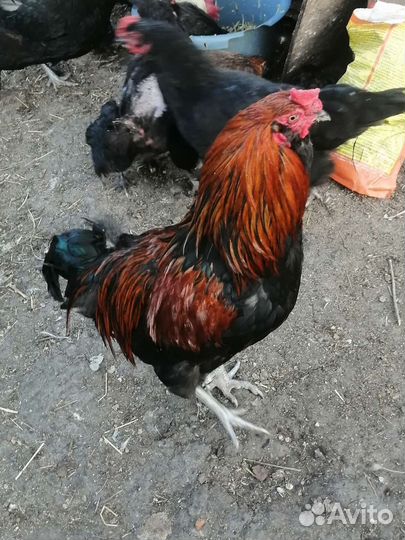 Петухи породистые яйца уток кур разноцветные