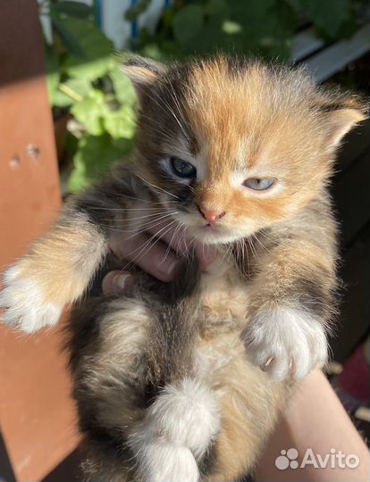 Котёнок