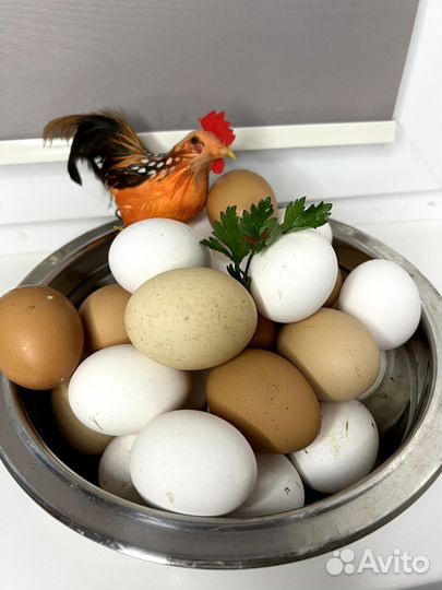 Домашние куриные яйца