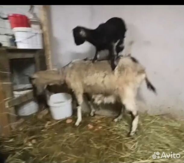Коза дойная, козочки. Поросята Дюрок