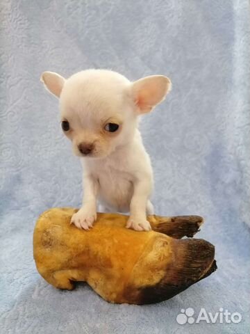 Вкусняшки для собак