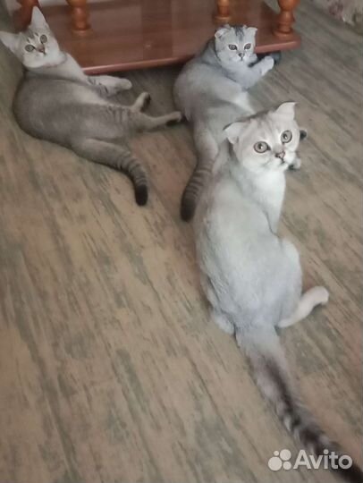 Шотландские котята