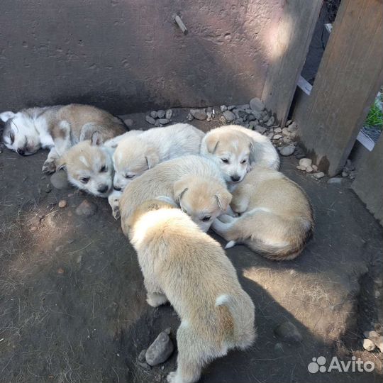 Щенки помесь Сибирской хаски и Алабая