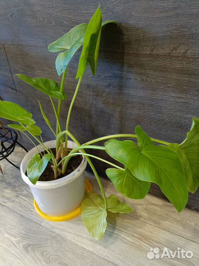 Каллы белые