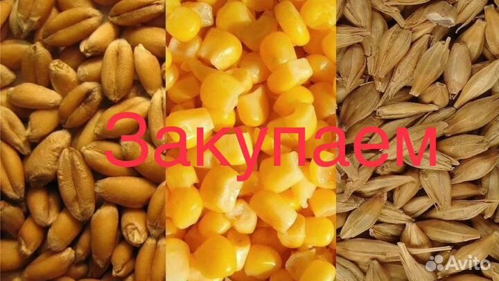 Ячмень, пшеница, кукуруза