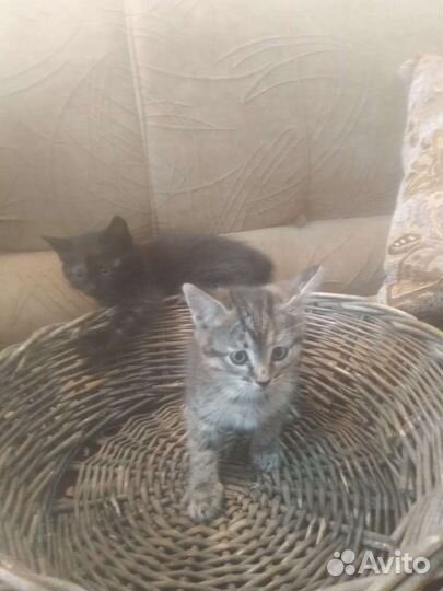 Кошка в дар