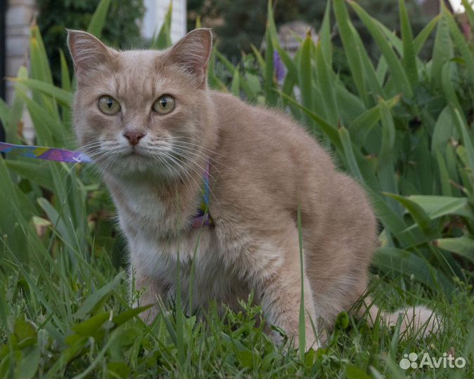 Молодой котик