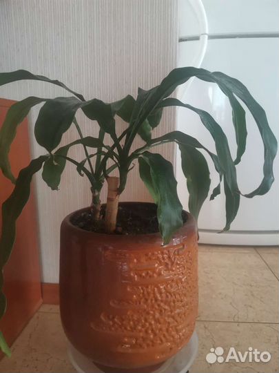 Цветы комнатные
