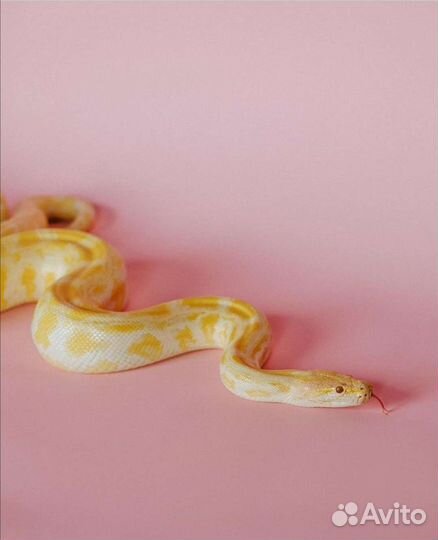 Аренда змей для фото, видео съёмок