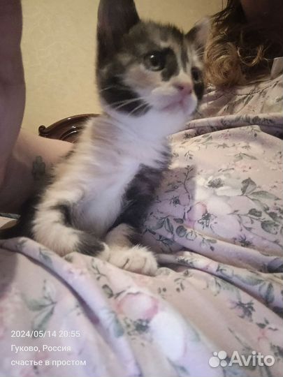 Кошка