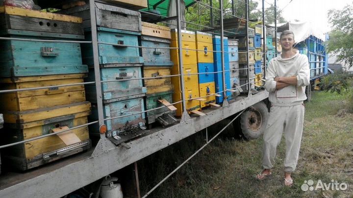 Пчеломатки бакфаст и карпатка