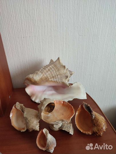 Сувениры Ракушки морские