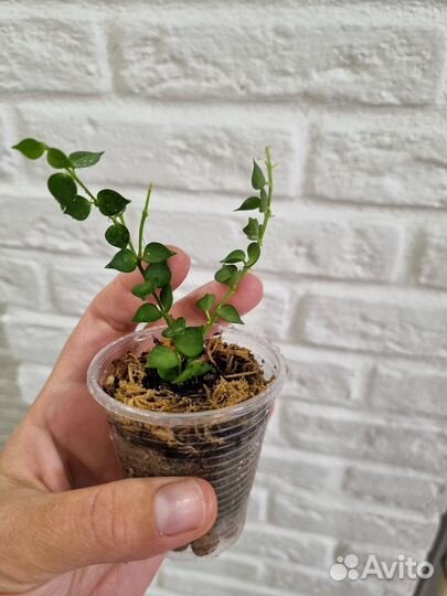 Дисхидия миллион сердец