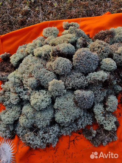 Цетрария Исландский мох