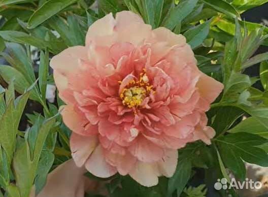 Пионы саженцы