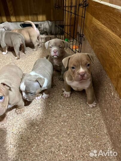 Собаки щенки американского булли