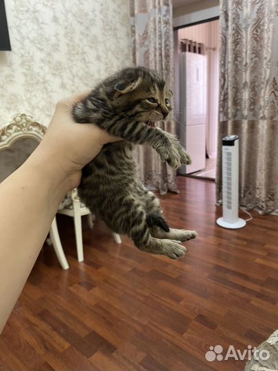 Котята в добрые руки 1 месяц