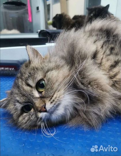 Кошка в дар бесплатно