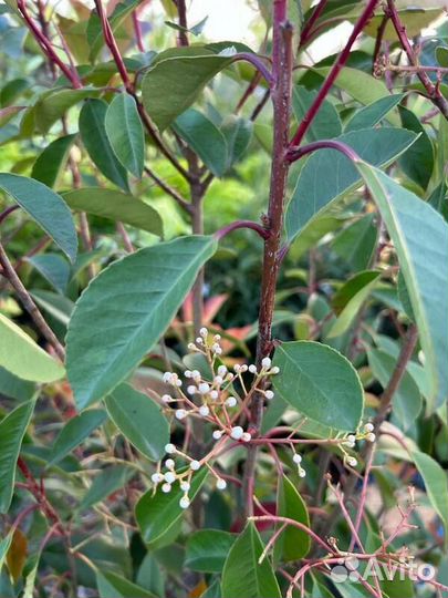 Фотиния Фразера бжи