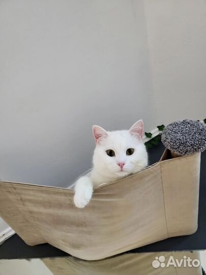 Котик ищет дом