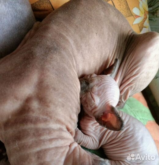 Котёнок сфинкс