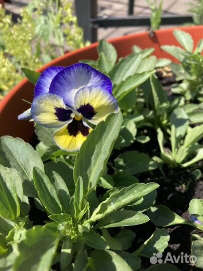 Медсестра сиделка