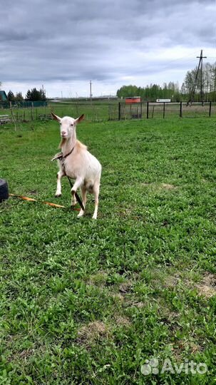 Козел на вязку