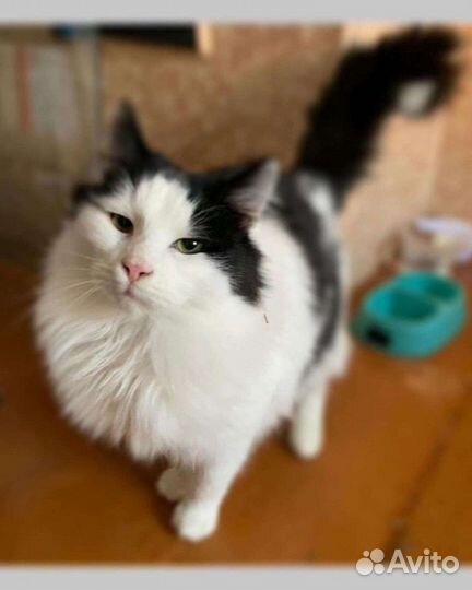 Кот в добрые руки