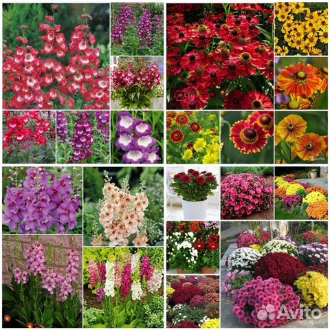 Хризантема,гелениум,вербаскум,пенстемон семена