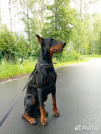 Доберман вязка