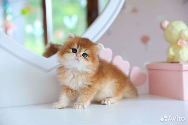 Британская золотая шиншилла ny 12