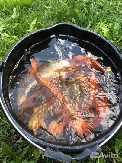 Японские карпы