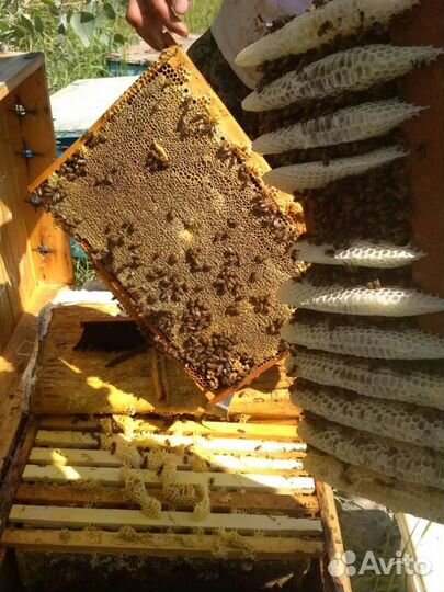 Мед Астраханский от производителя