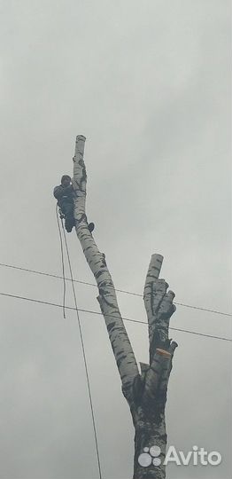 Спил и обрезка деревьев