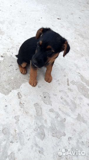 Собаки щенки