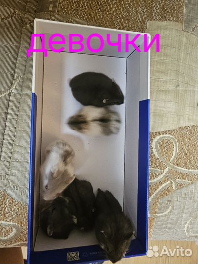 Джунгарский хомяк