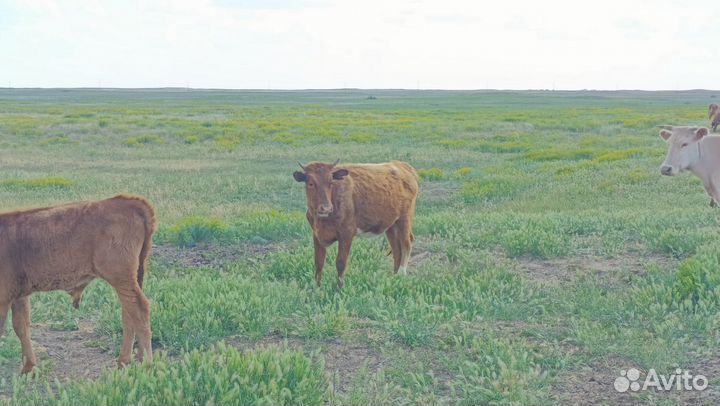 Корова и телята